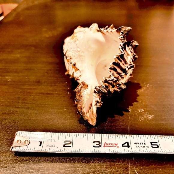 5” black and white murex seashell - Picture 3 of 5